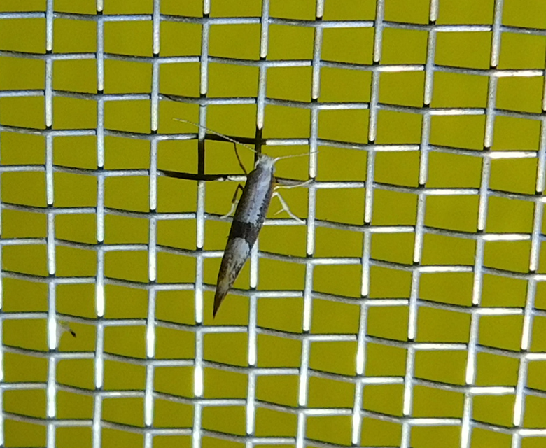 Argyresthia