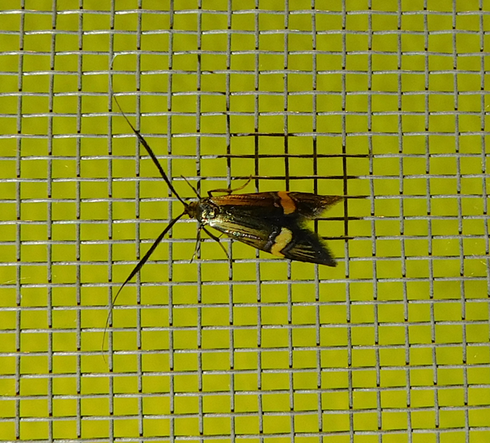 Nemophora degeerella - pompás tőrösmoly