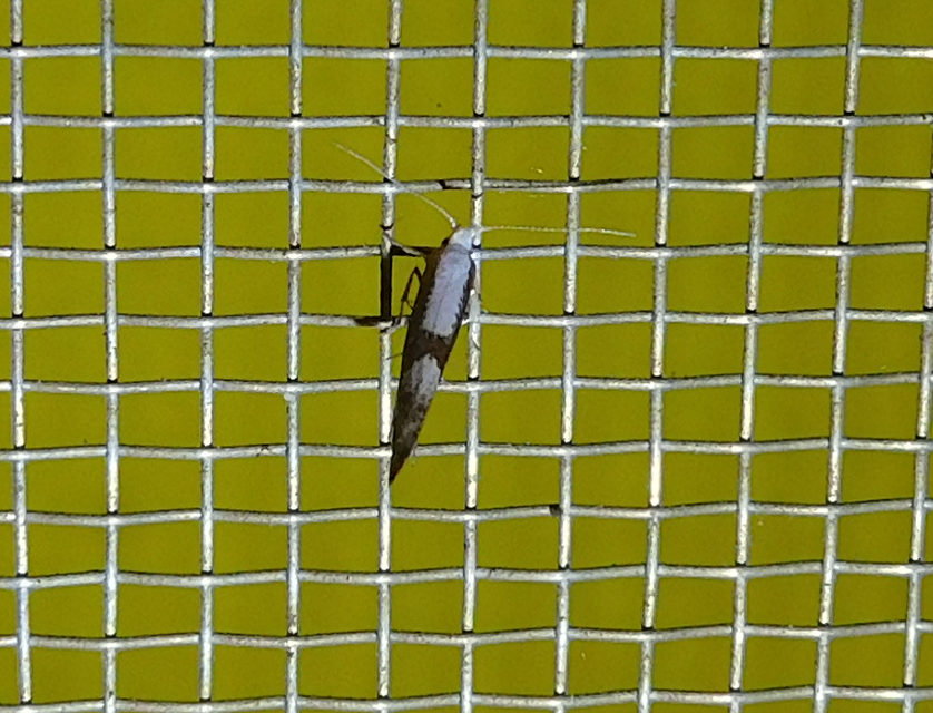 Argyresthia