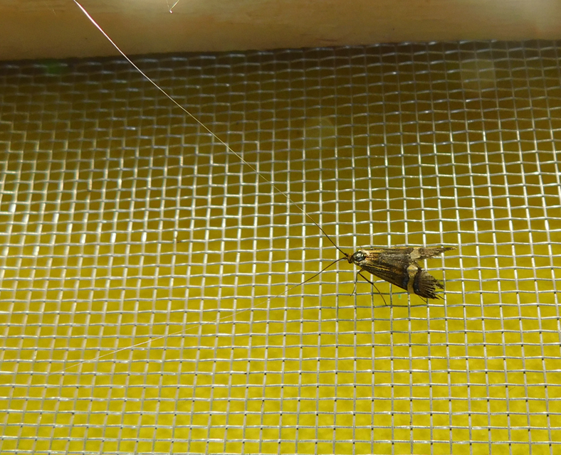 Nemophora degeerella - pompás tőrösmoly