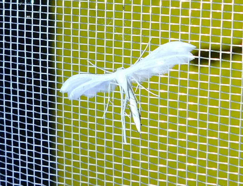 Pterophorus pentadactyla - fehér tollasmoly