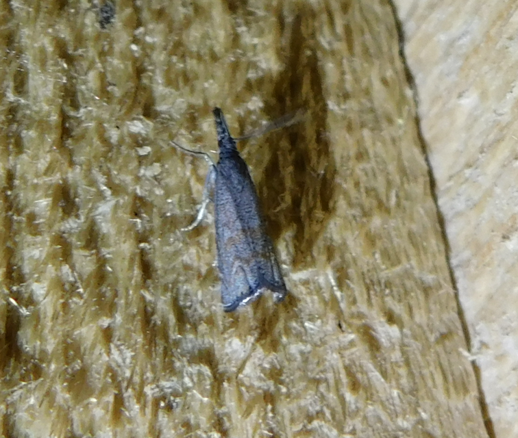 Platytes cerussella - törpe fűgyökérmoly