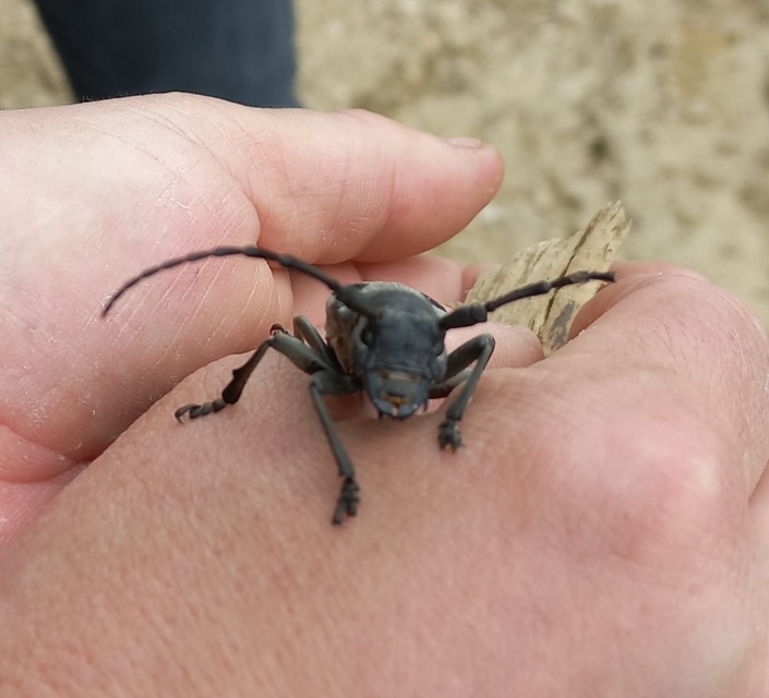 Morimus asper funereus - gyászcincér
