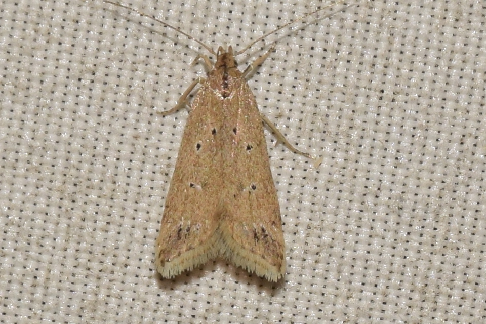 Brachmia inornatella - nádrágó lápimoly