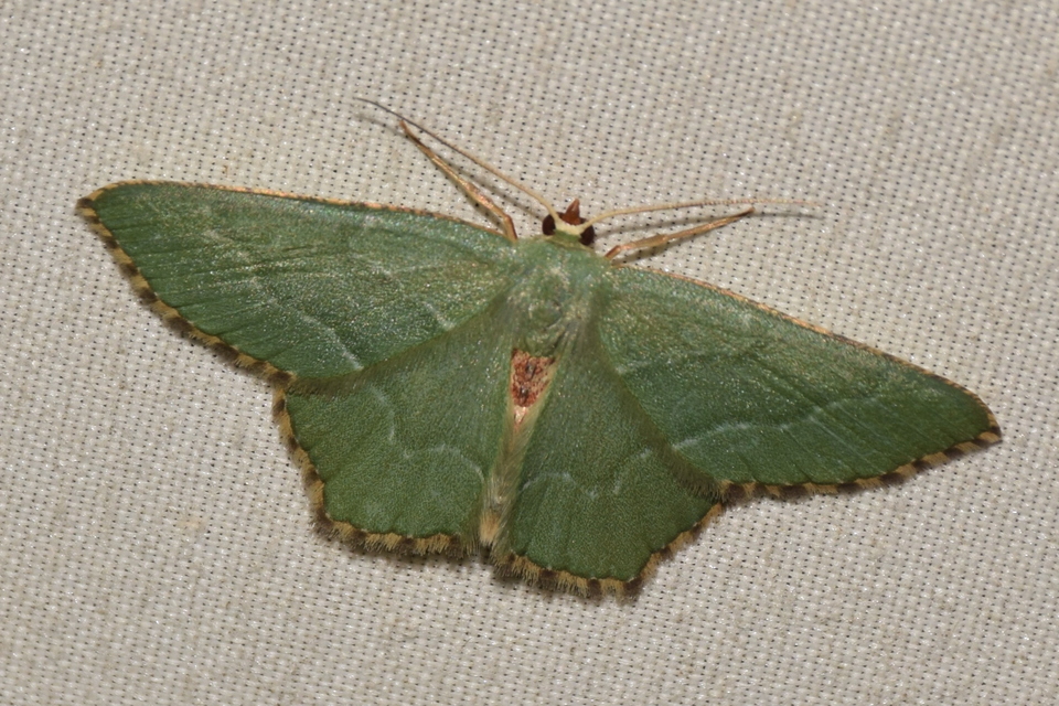 Hemithea aestivaria - nyír-zöldaraszoló