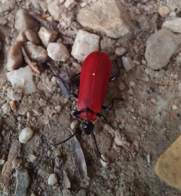 Pyrochroa coccinea - nagy bíborbogár