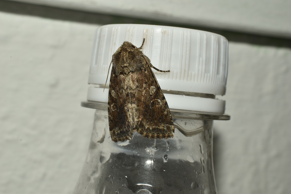 Apterogenum ypsillon - ipszilon-erdeibagoly