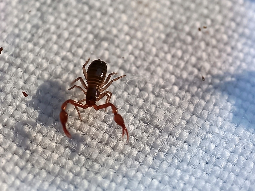 Pseudoscorpionida - Álskorpiók