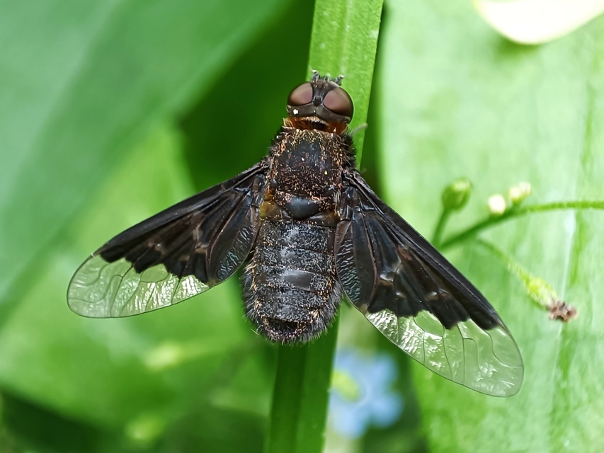 Hemipenthes morio - közönséges gyászlégy