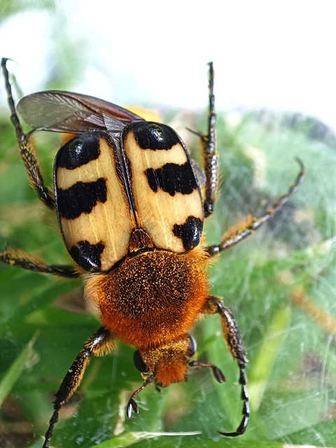 Trichius sexualis - keleti prémesbogár