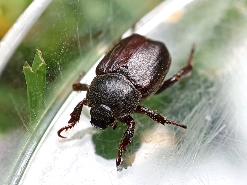 Hoplia hungarica - homoki virágcserebogár