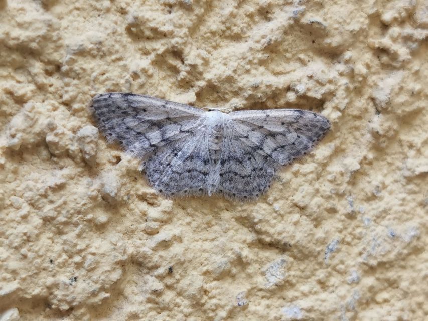 Idaea seriata - szürke apróaraszoló