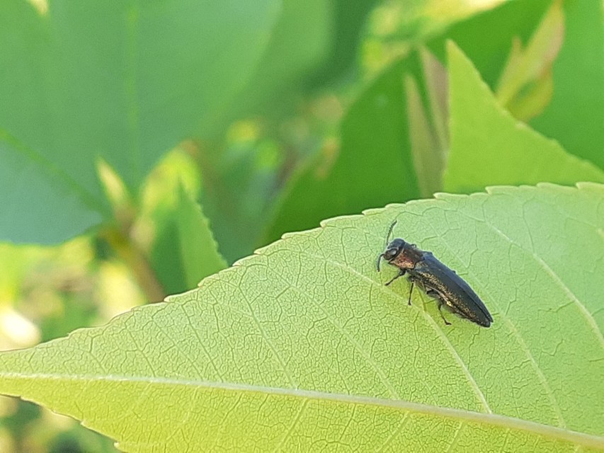 Agrilus auricollis - szil-karcsúdíszbogár