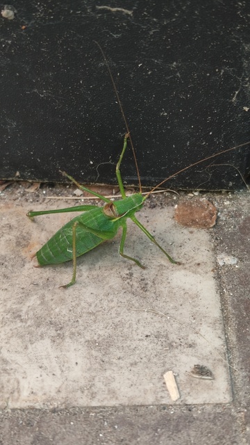 Isophya kraussii - erdei tarsza
