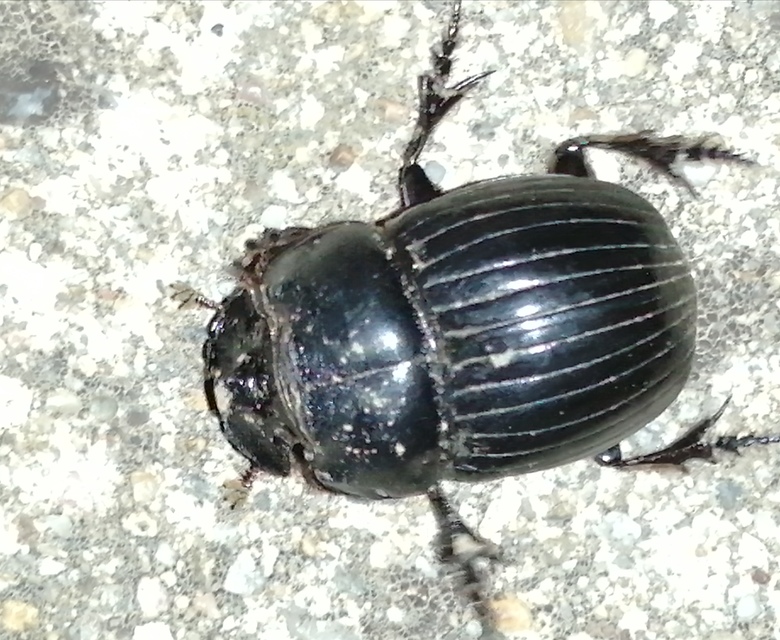 Copris lunaris - közönséges holdszarvú-ganéjtúró