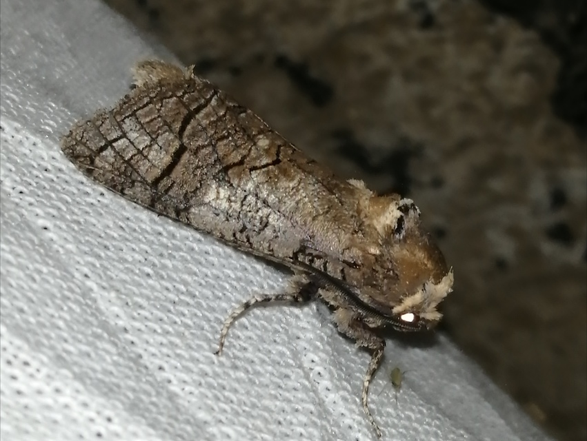 Cossus cossus - fűzfarontólepke