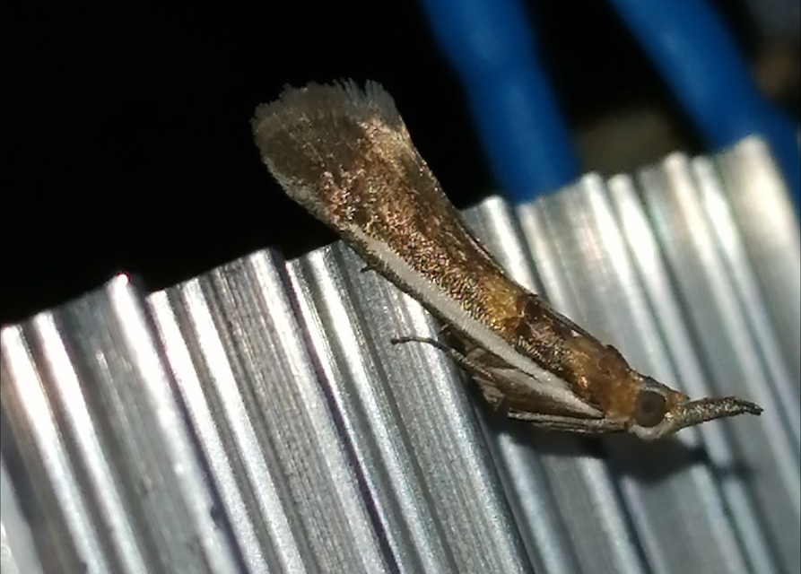 Etiella zinckenella - akácmoly