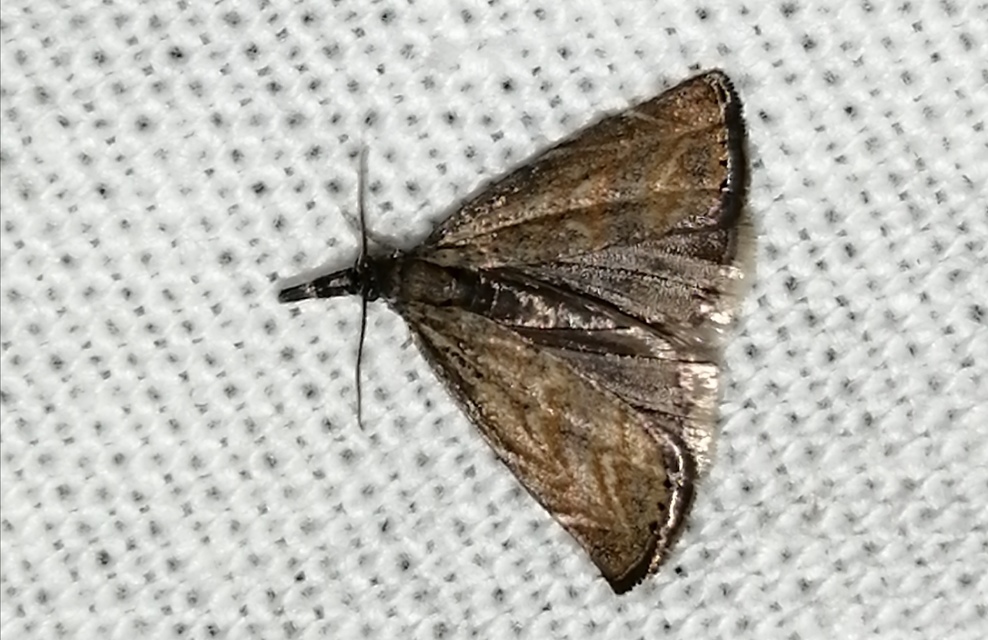 Platytes cerussella - törpe fűgyökérmoly