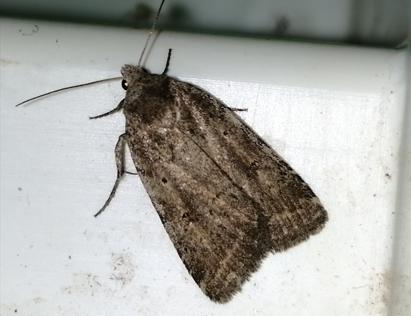 Athetis gluteosa - nyugtalan lápibagoly