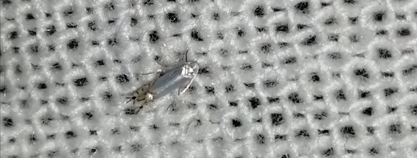 Phyllocnistis