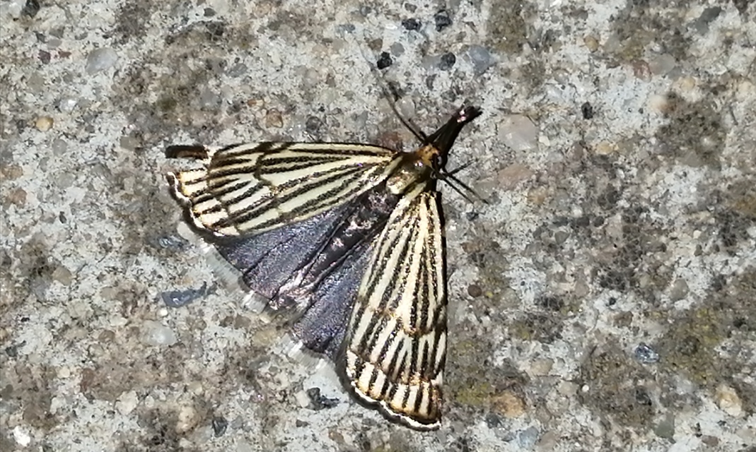 Chrysocramboides craterella - rácsos fűgyökérmoly