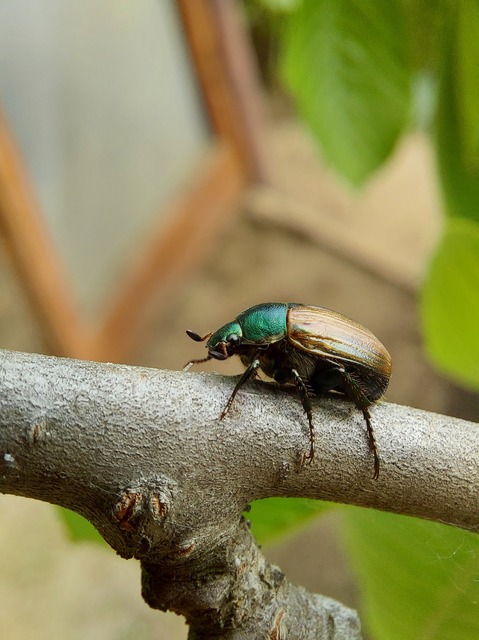 Anomala dubia - kis fináncbogár