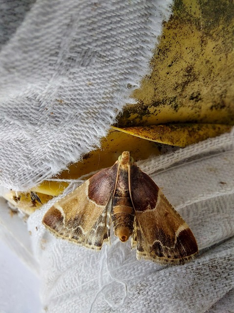 Pyralis farinalis - lisztilonca