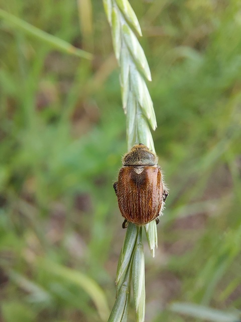 Chaetopteroplia segetum - rozsszipoly