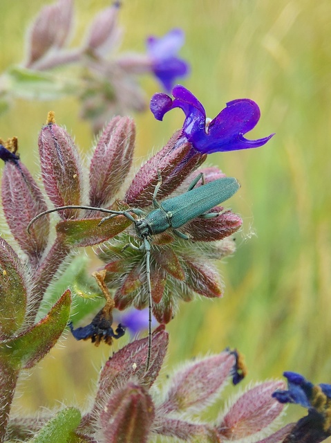 Phytoecia coerulescens - kígyósziszcincér