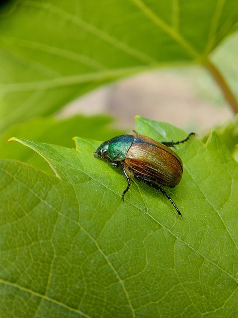 Anomala dubia - kis fináncbogár