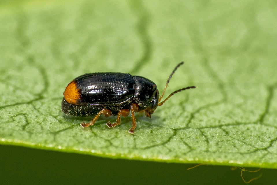Cryptocephalus chrysopus - sárgavégű zömökbogár