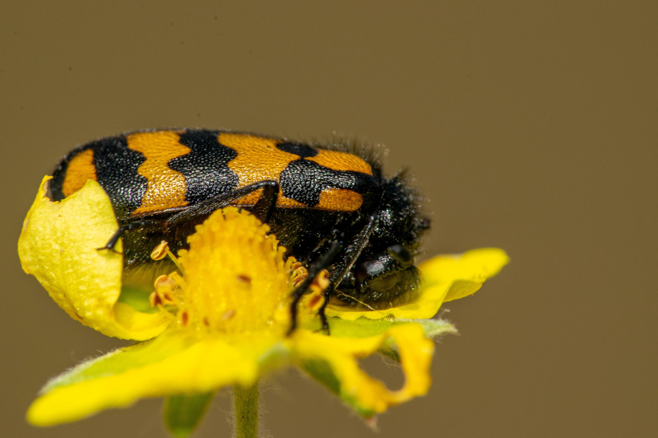 Hycleus tenerus - kis hólyaghúzó