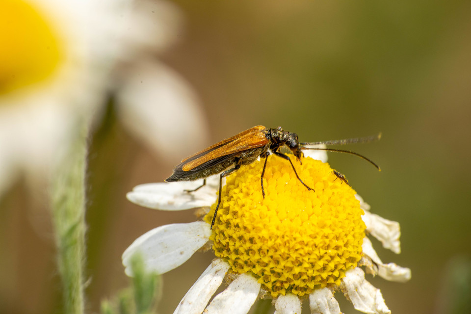 Oedemera femorata - sárgahátú álcincér