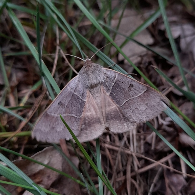 Minucia lunaris - nagy foltosbagoly