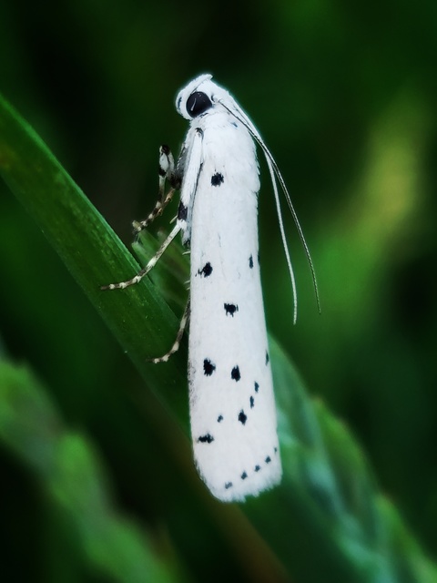 Myelois circumvoluta - pettyes karcsúmoly