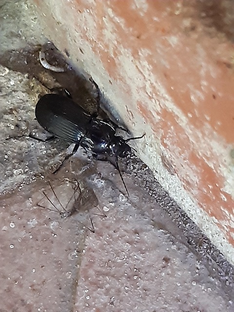 Abax parallelepipedus - félbordás szélesfutó