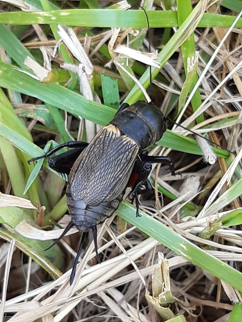 Gryllus campestris - mezei tücsök