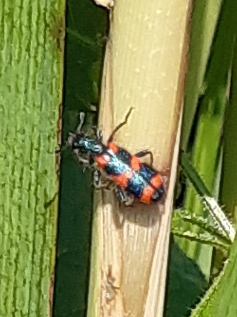 Trichodes favarius - hatfoltos méhészbogár