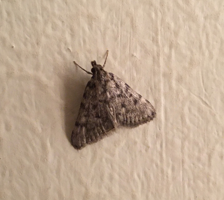 Aglossa pinguinalis - zsiradékmoly