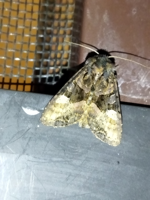 Euplexia lucipara - szeder-csipkésbagoly