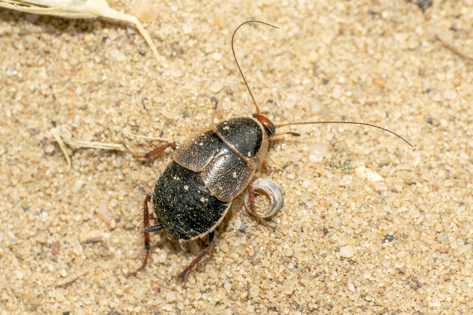Phyllodromica megerlei - pontozott avarcsótány