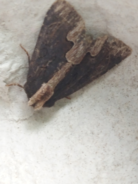 Dypterygia scabriuscula - szurokbarna nyáribagoly