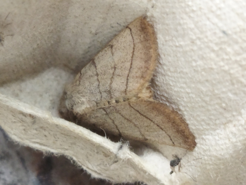 Charanyca trigrammica - háromsávos lombbagoly