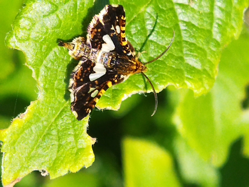 Thyris fenestrella - gyakori ablakosmoly