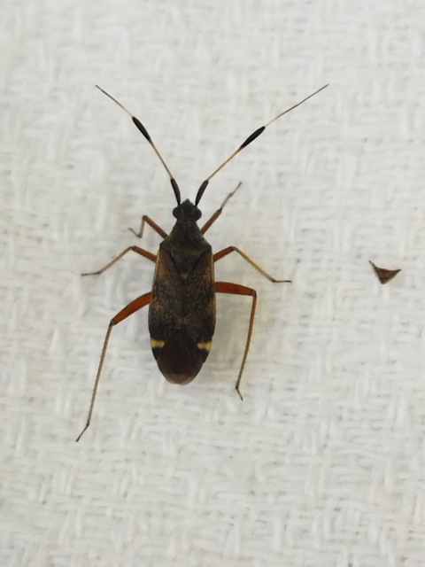 Closterotomus biclavatus - aranyszőrű mezeipoloska
