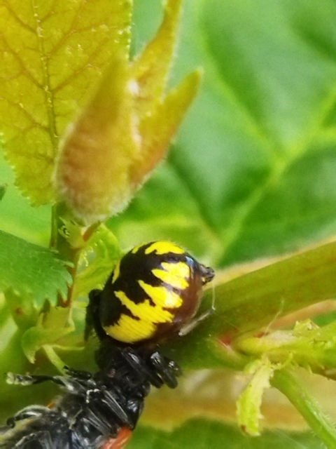 Synema globosum - fekete-sárga karolópók