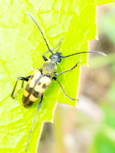 Pachytodes erraticus - rajzos virágcincér