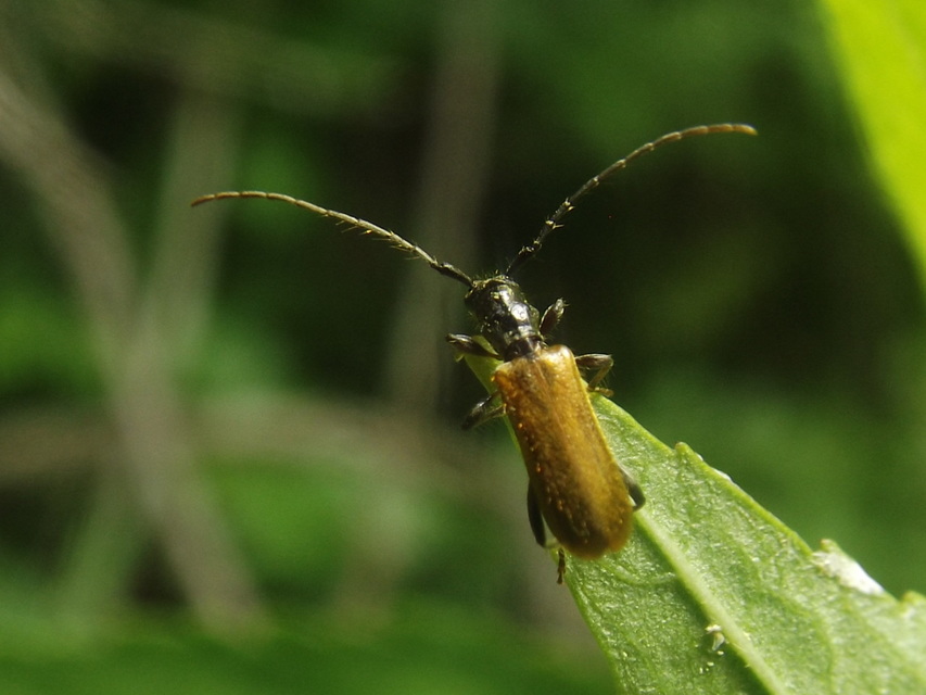 Stenhomalus bicolor - kétszínű hengercincér