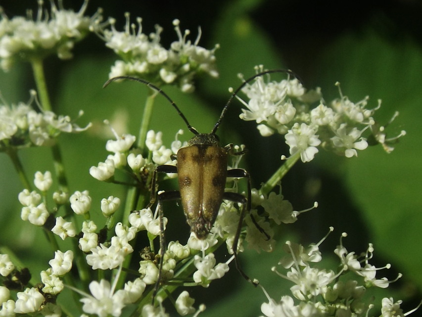 Pachytodes cerambyciformis - változékony virágcincér
