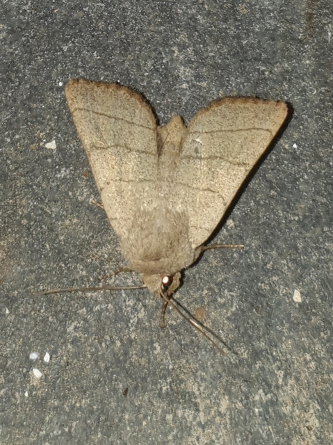 Charanyca trigrammica - háromsávos lombbagoly